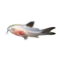 Albino Pygmy Corydoras | Gastrodermus pygmaeus