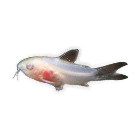 Albino Pygmy Corydoras | Gastrodermus pygmaeus