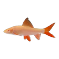 Albino Rainbow Shark