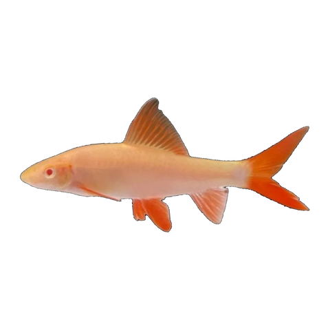 Albino Rainbow Shark