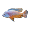 Albino Red Empress (Protomelas taeniolatus), side profile facing right
