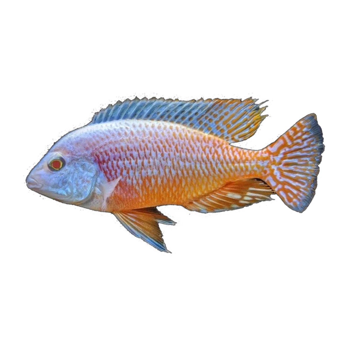Albino Red Empress (Protomelas taeniolatus), side profile facing right