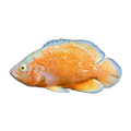 Albino Red Oscar (Astronotus ocellatus), side profile facing right