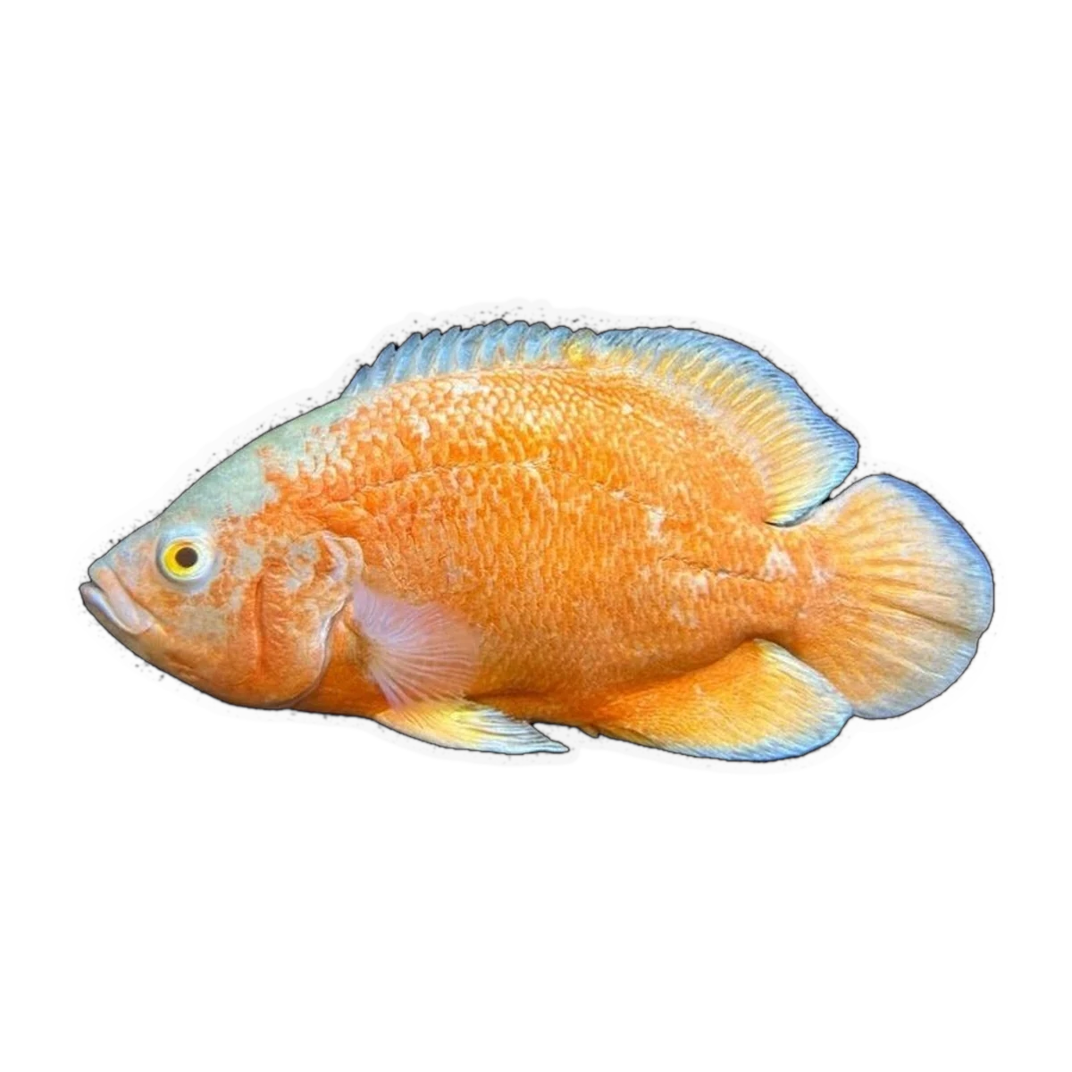 Albino Red Oscar (Astronotus ocellatus), side profile facing right