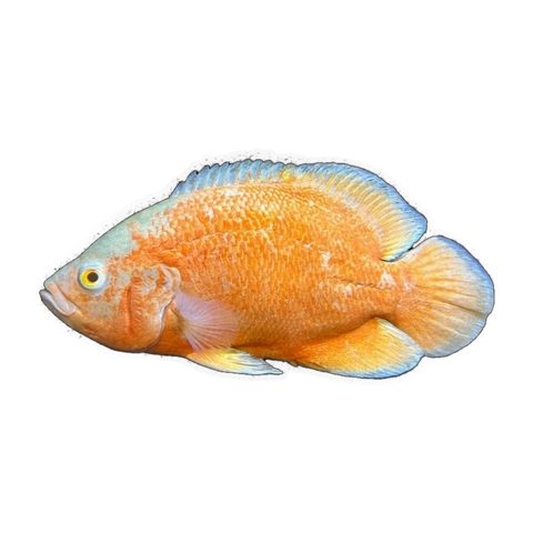 Albino Red Oscar (Astronotus ocellatus), side profile facing right