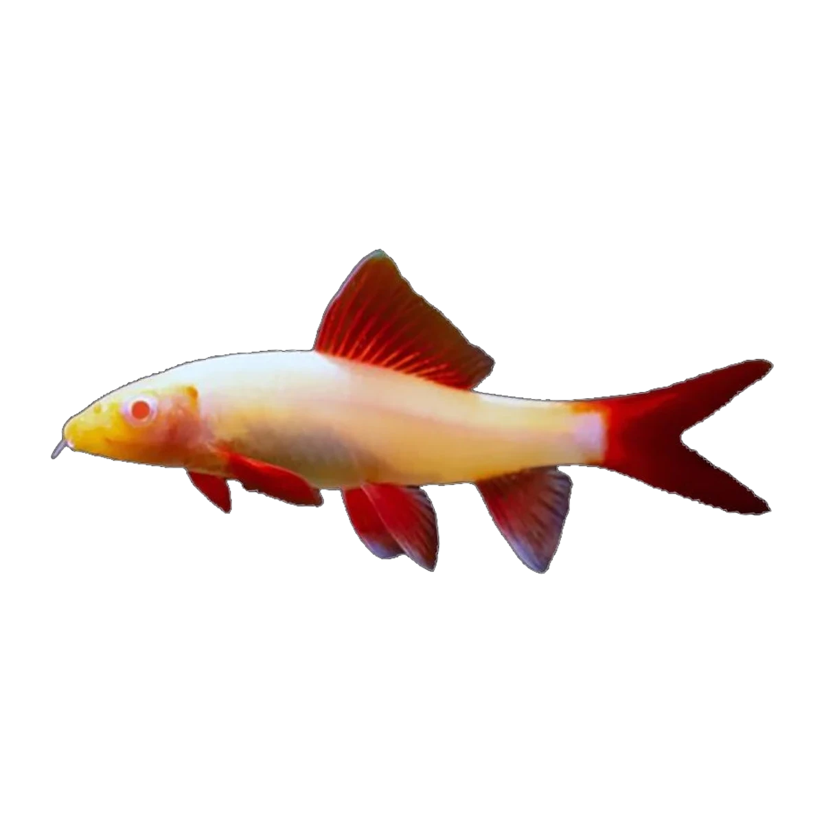 Albino Red Tail Black Shark | Epalzeorhynchos bicolor