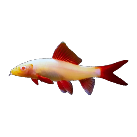 Albino Red Tail Black Shark | Epalzeorhynchos bicolor
