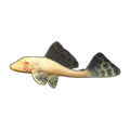 Albino Sailfin Pleco | Pterygoplichthys gibbiceps