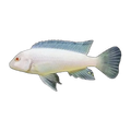 Albino Snow White Afra (Cynotilapia afra), side profile facing right
