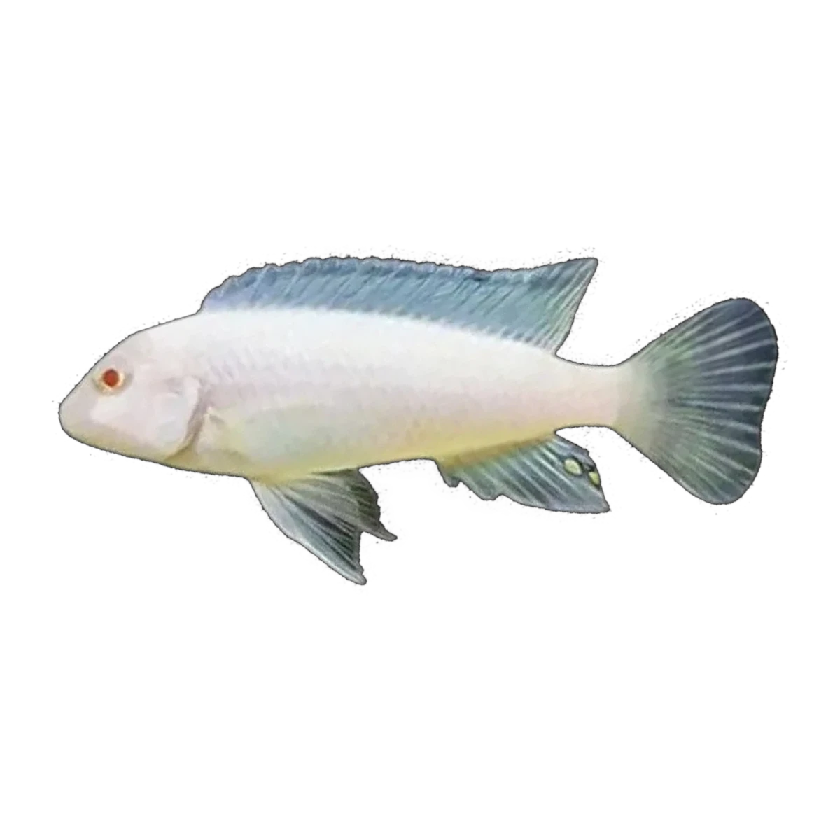 Albino Snow White Afra (Cynotilapia afra), side profile facing right