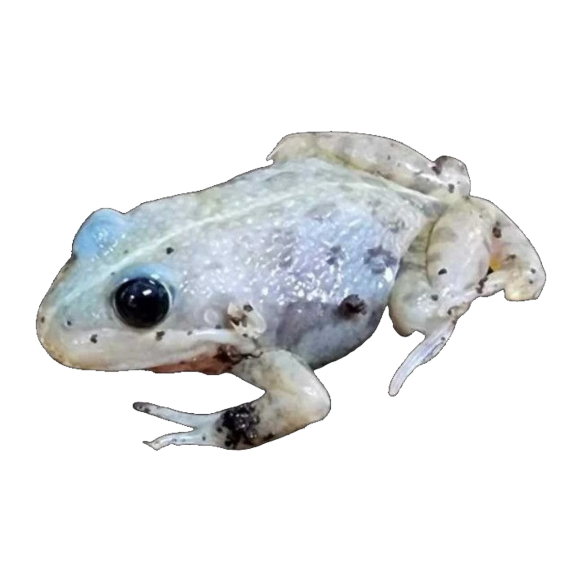 Albino Spotted Marsh Frog | Limnodynastes tasmaniensis