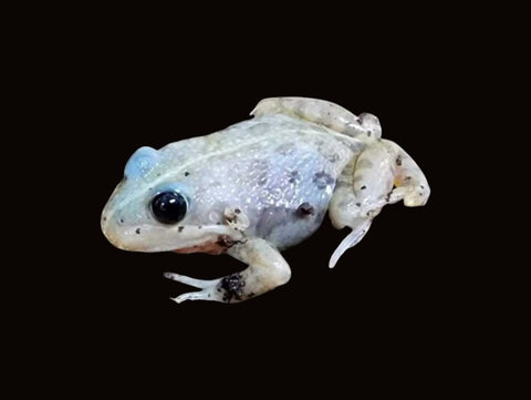 Albino Spotted Marsh Frog | Limnodynastes tasmaniensis