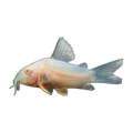 Albino Sterbai Corydoras | Hoplisoma sterbai