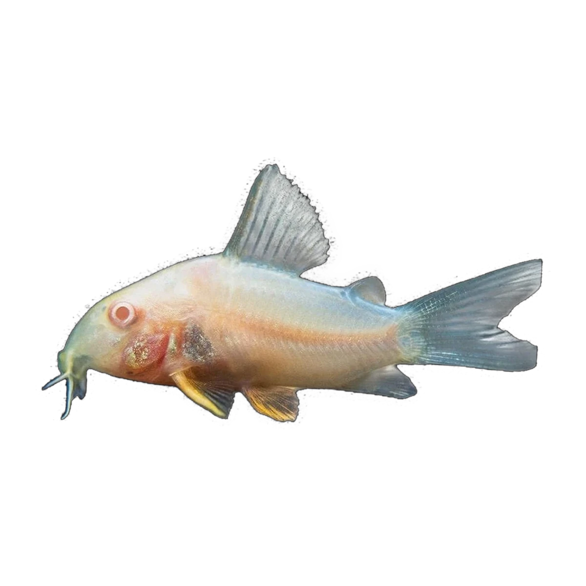 Albino Sterbai Corydoras | Hoplisoma sterbai
