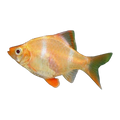 Albino Tiger Barb