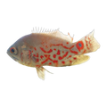 Albino Tiger Oscar | Astronotus ocellatus
