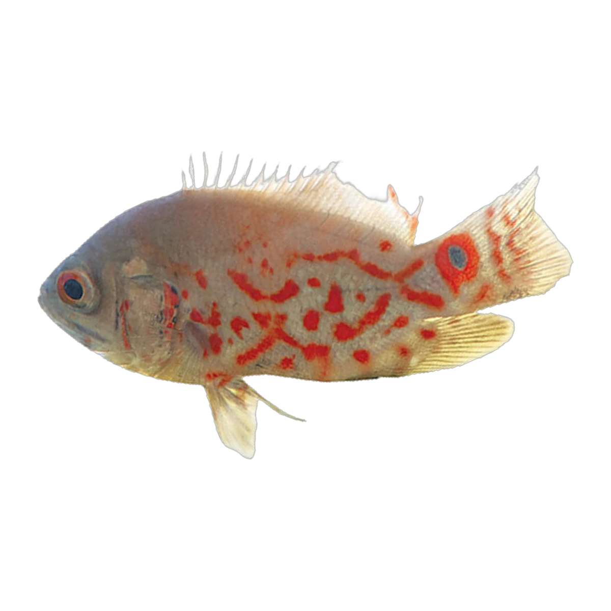 Albino Tiger Oscar | Astronotus ocellatus