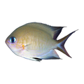 Ambon Chromis | Pycnochromis amboinensis