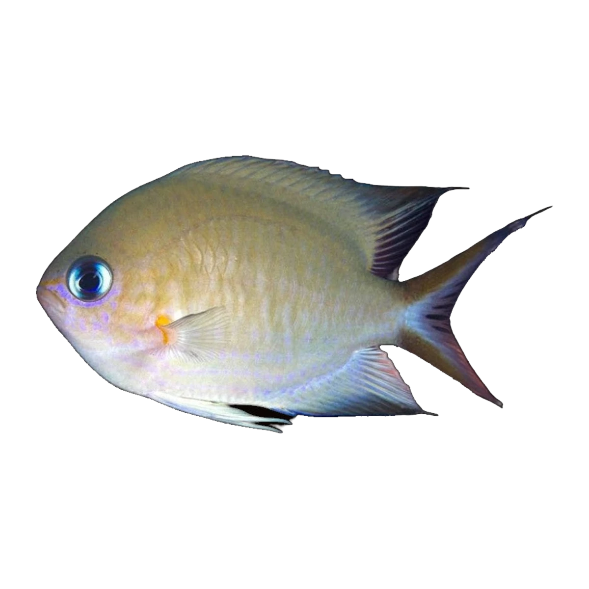 Ambon Chromis | Pycnochromis amboinensis