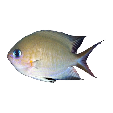 Ambon Chromis | Pycnochromis amboinensis