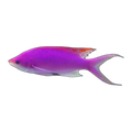 Amethyst Anthias | Pseudanthias pascalus