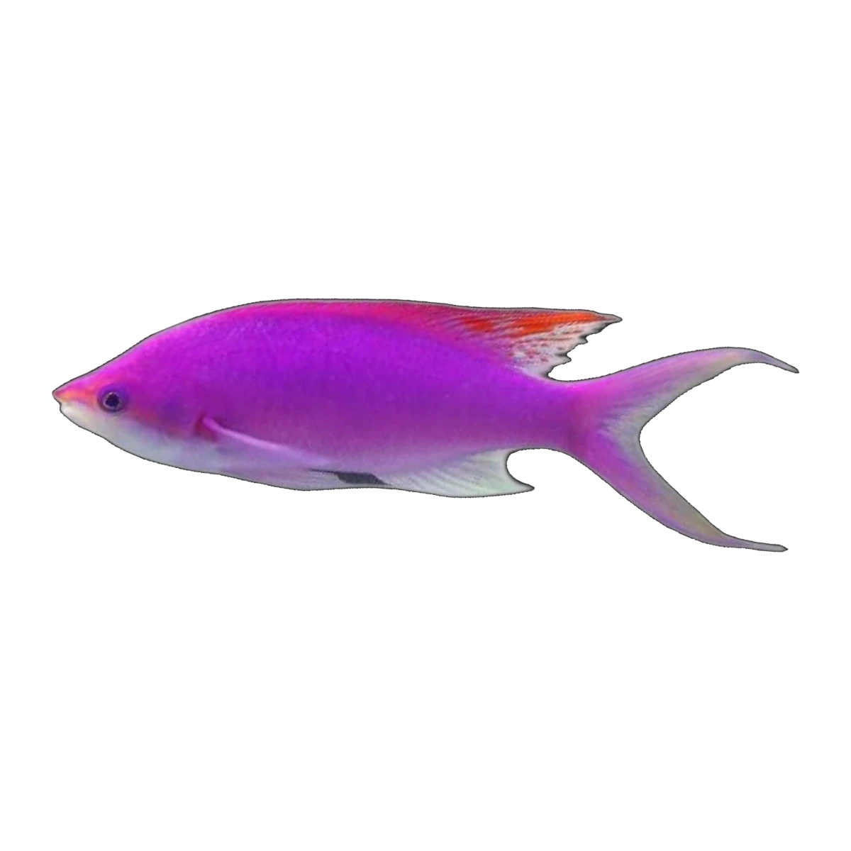 Amethyst Anthias | Pseudanthias pascalus