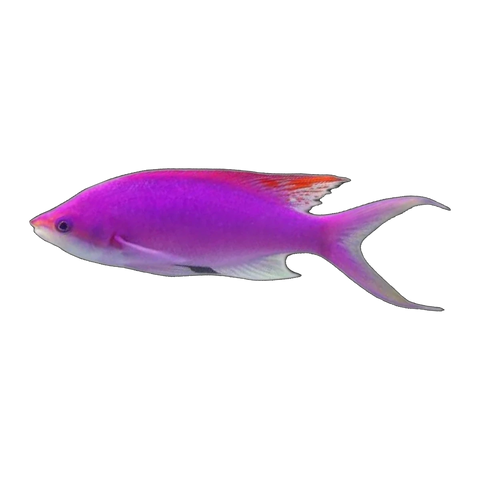 Amethyst Anthias | Pseudanthias pascalus