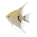 Angelfish | Pterophyllum scalare