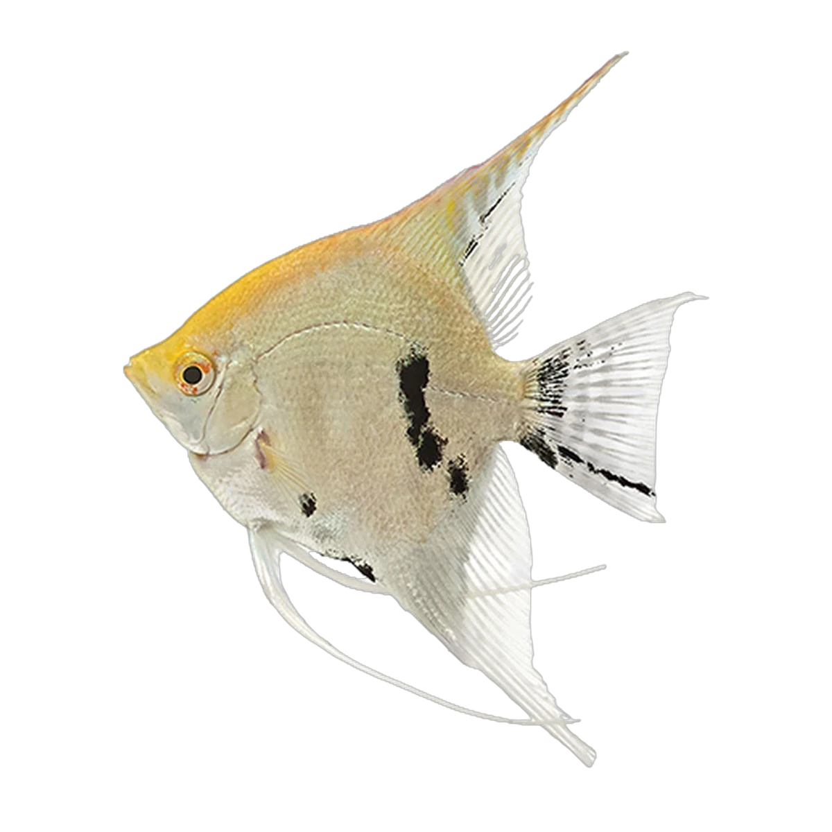 Angelfish | Pterophyllum scalare