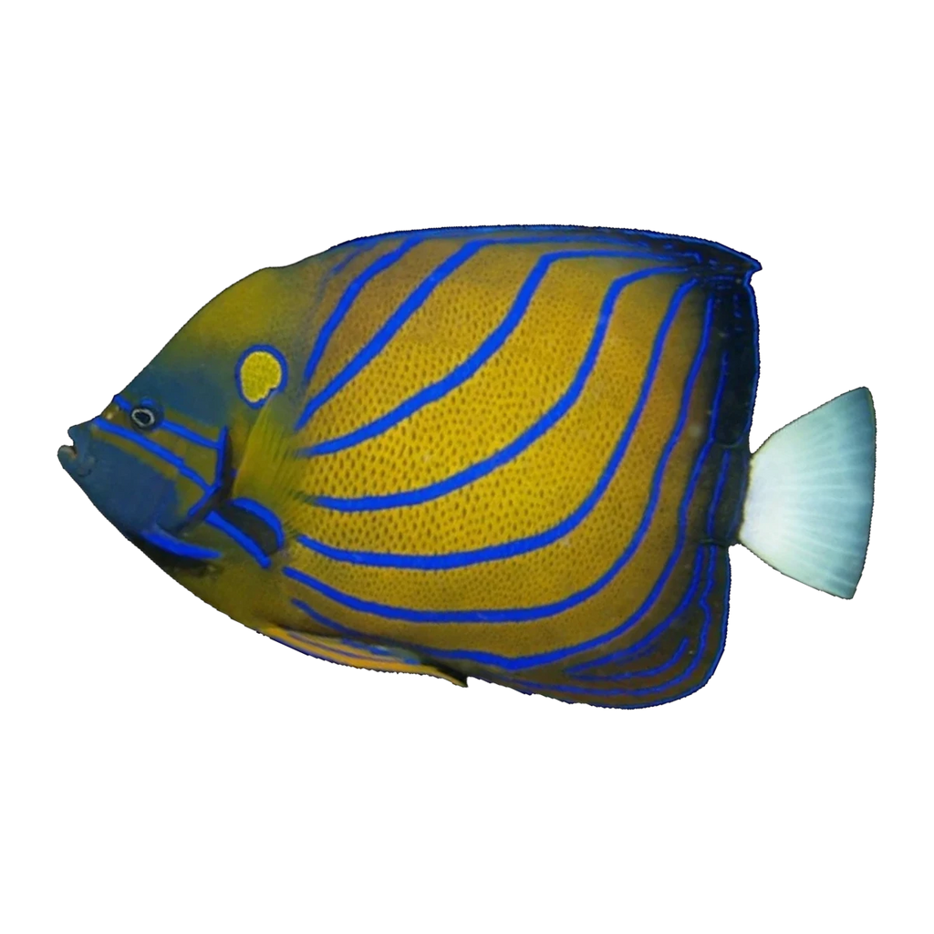 Annularis Angelfish Adult | Pomacanthus annularis