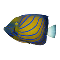 Annularis Angelfish Adult | Pomacanthus annularis