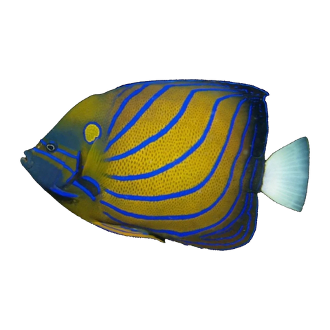Annularis Angelfish Adult | Pomacanthus annularis