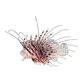 Antennata Lionfish | Pterois antennata