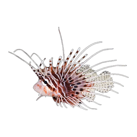 Antennata Lionfish | Pterois antennata