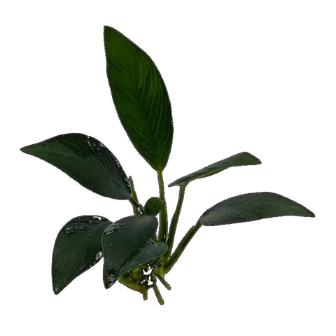 Anubias Afzelii | Anubias afzelii
