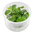 Anubias Barteri Gabon | Anubias barteri