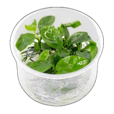 Anubias Barteri Gabon | Anubias barteri