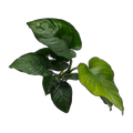 Anubias Barteri | Anubias barteri
