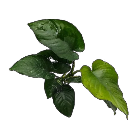 Anubias Barteri | Anubias barteri