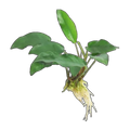 Anubias Emerald Heart | Anubias barteri