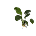 Anubias Jenny | Anubias barteri