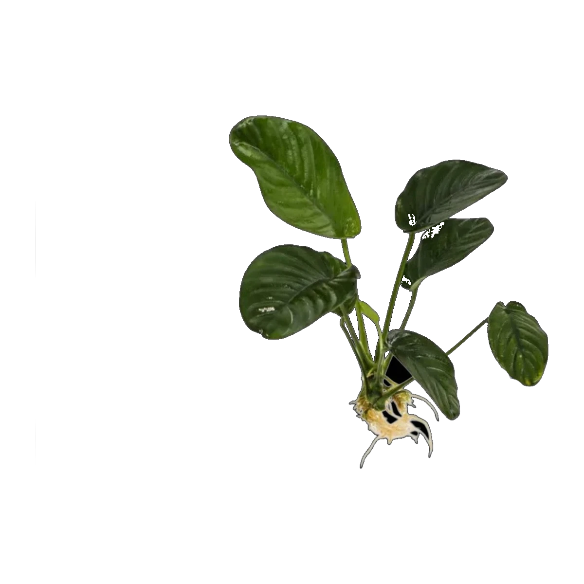 Anubias Jenny | Anubias barteri