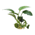 Anubias Nana | Anubias barteri var. nana