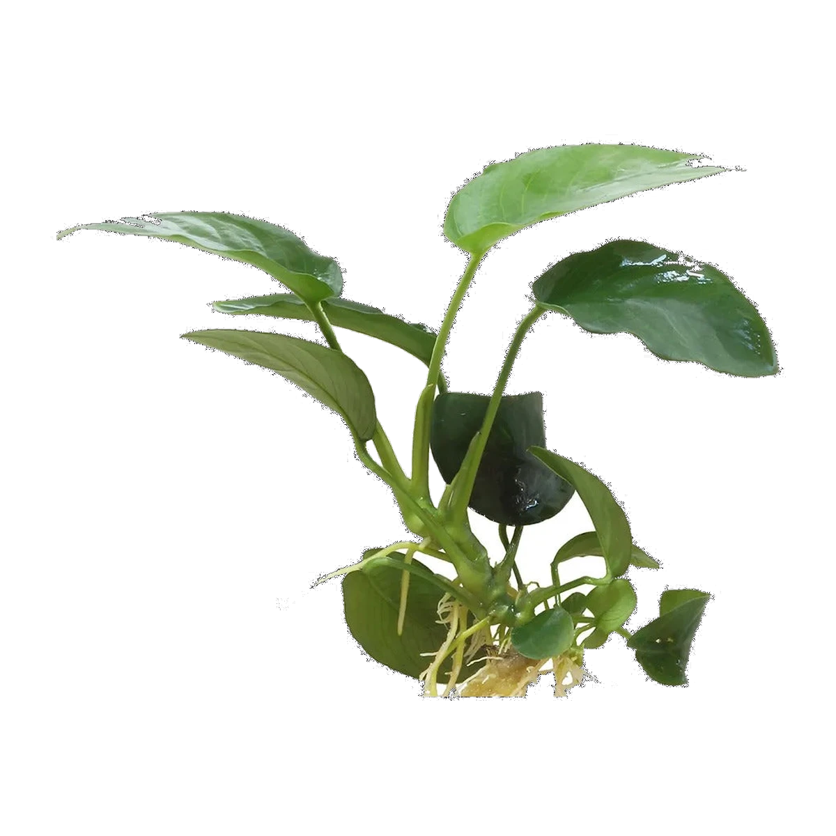 Anubias Nana | Anubias barteri var. nana
