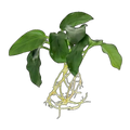 Anubias Nana Petite | Anubias barteri var. nana 'Petite'