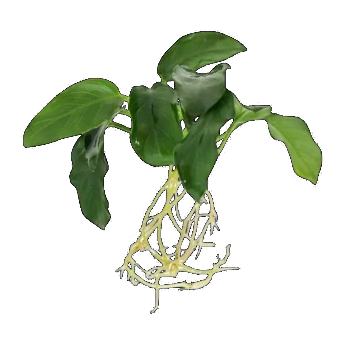Anubias Nana Petite | Anubias barteri var. nana 'Petite'