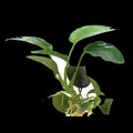Anubias Nana