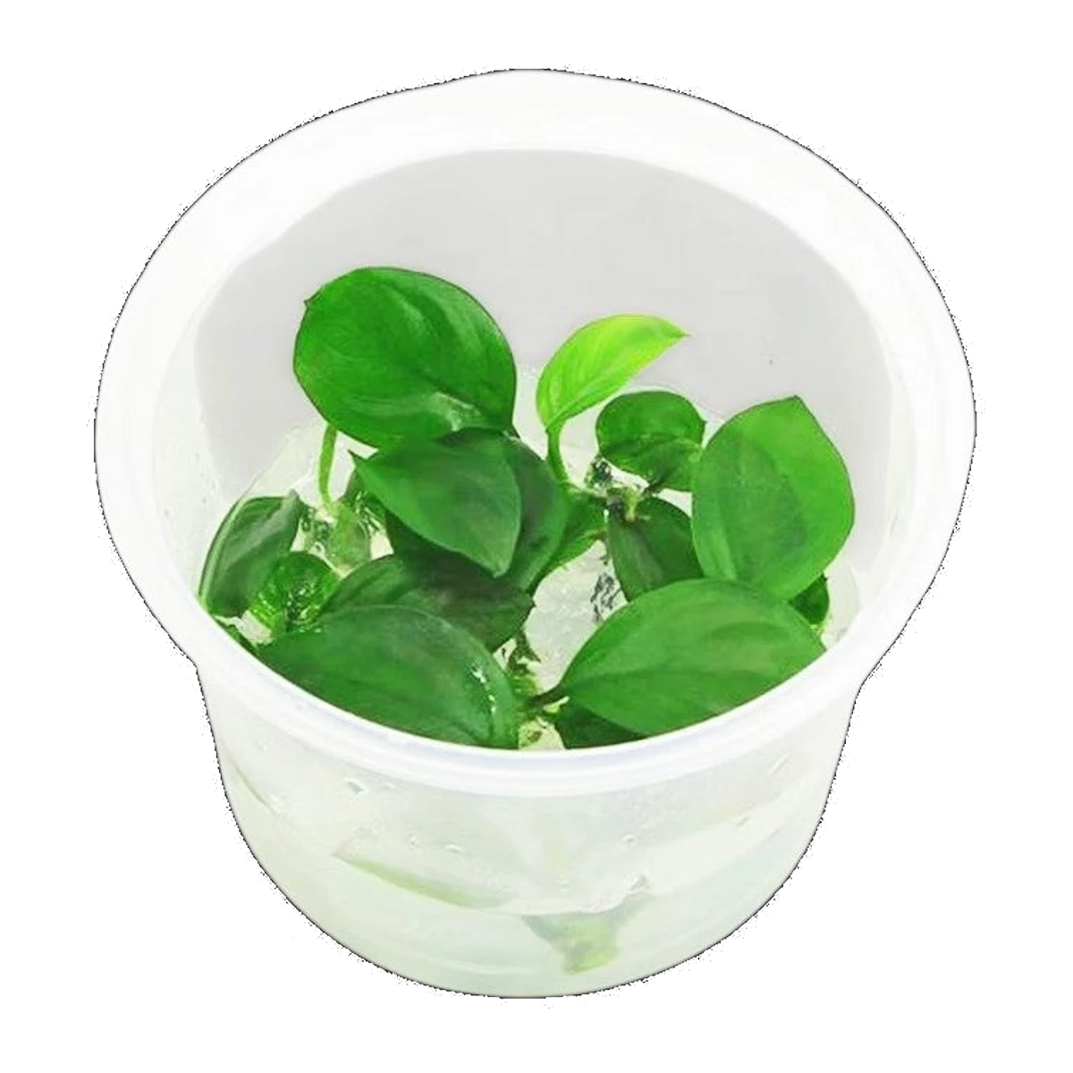 Anubias Nangi | Anubias barteri var. nana × gilletii