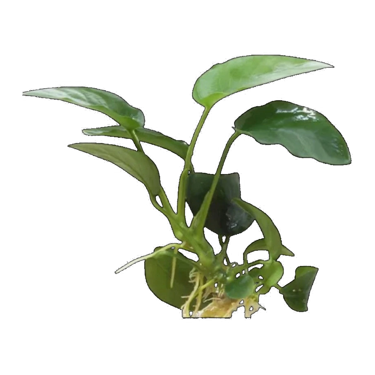 Anubias Paco
