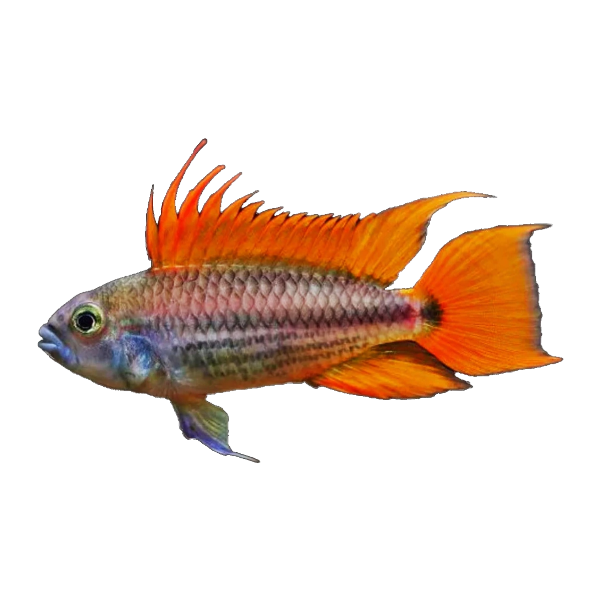 Apisto Super Orange | Apistogramma cacatuoides